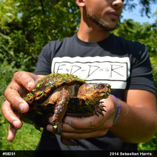 Eastern Box Turtle