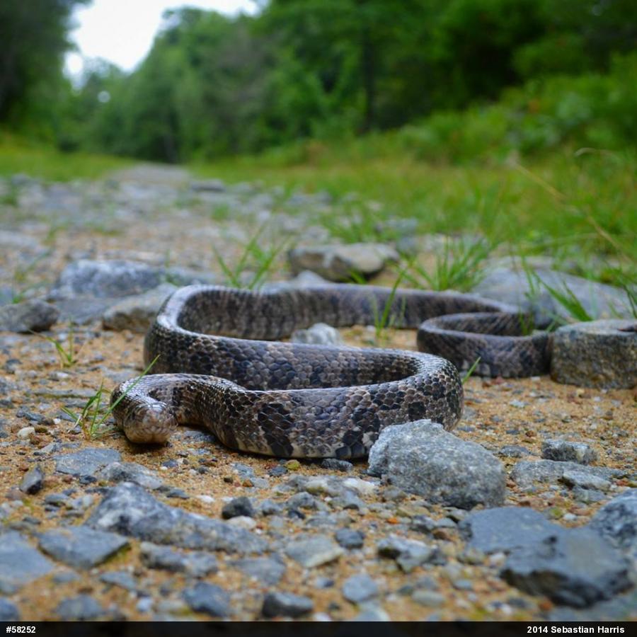 Eastern Milksnake