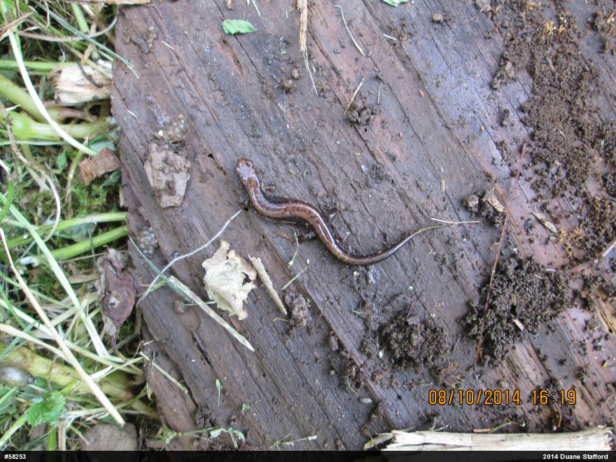 Allegheny Mountain Dusky Salamander