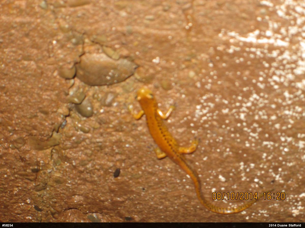 Eastern Long-tailed Salamander