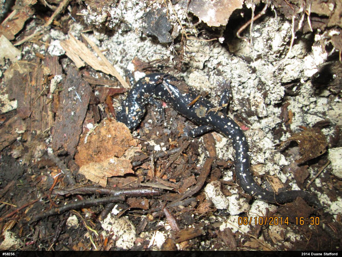 Northern Slimy Salamander