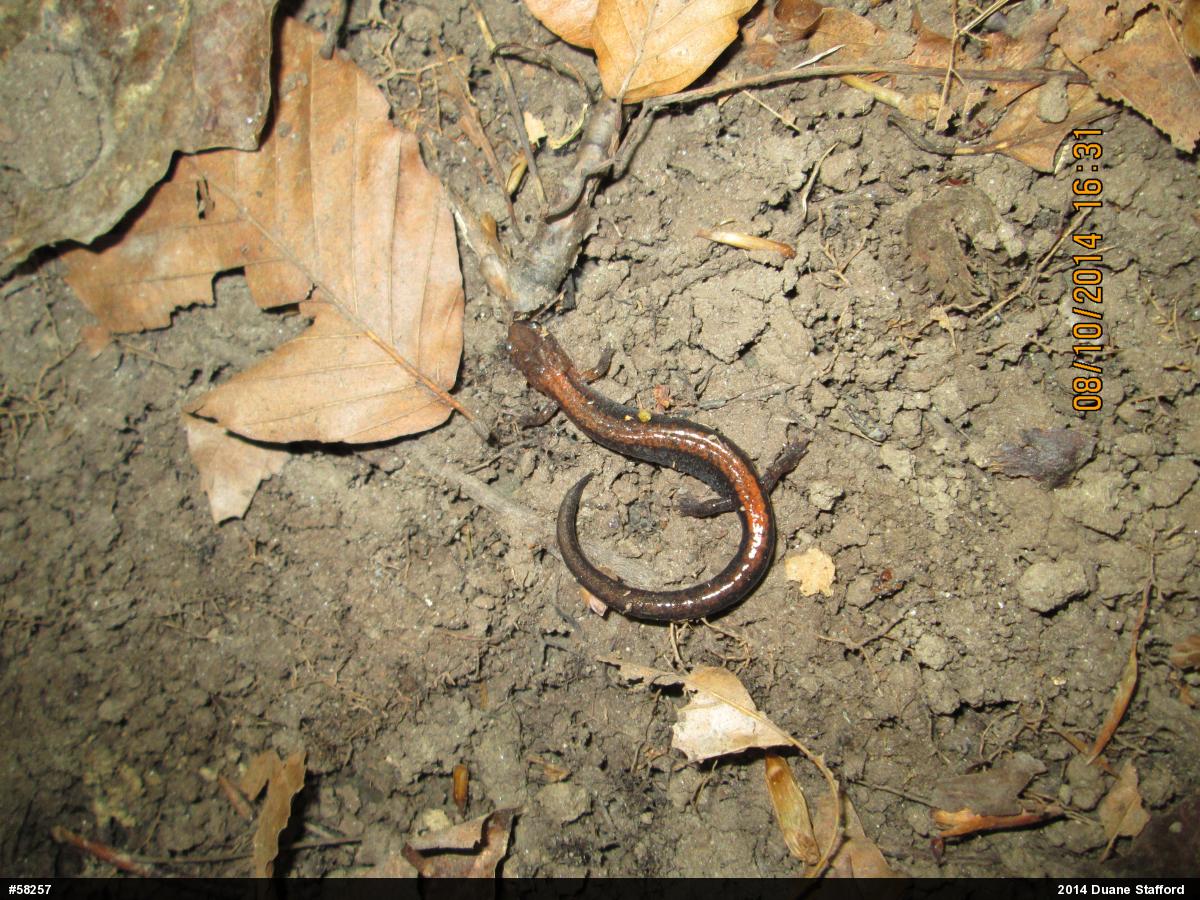 Eastern Red-backed  Salamander
