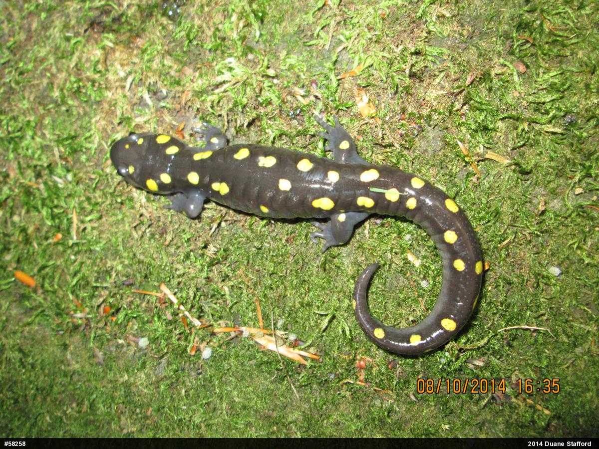 Spotted Salamander