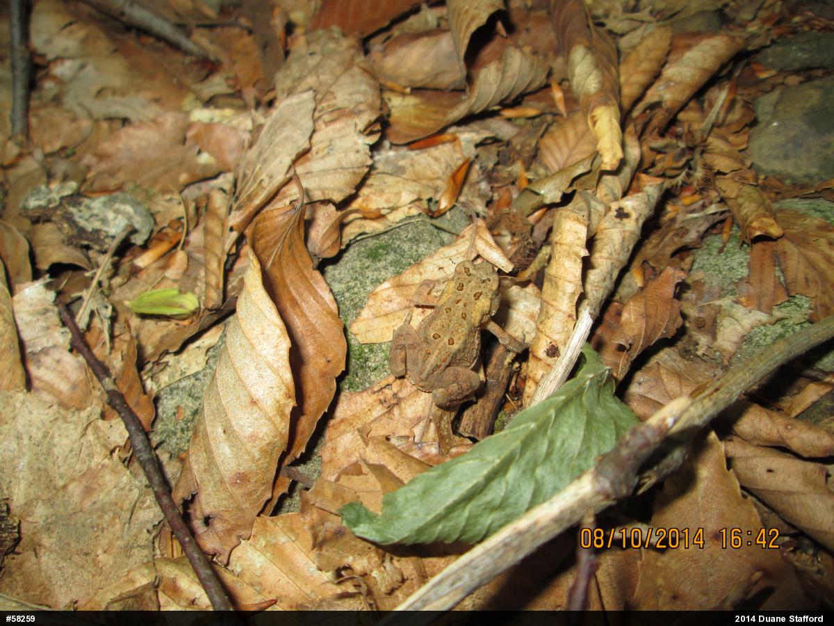 Eastern American Toad