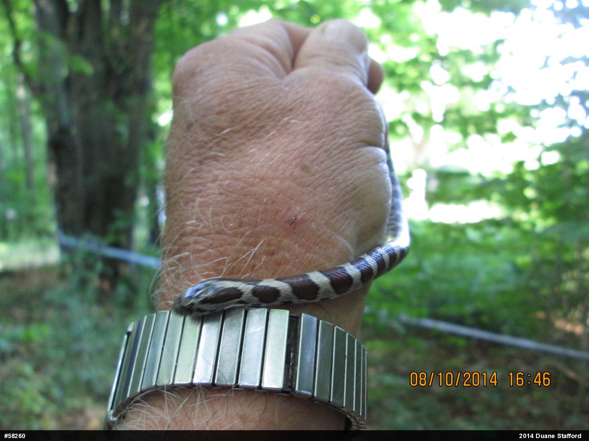 Eastern Milksnake