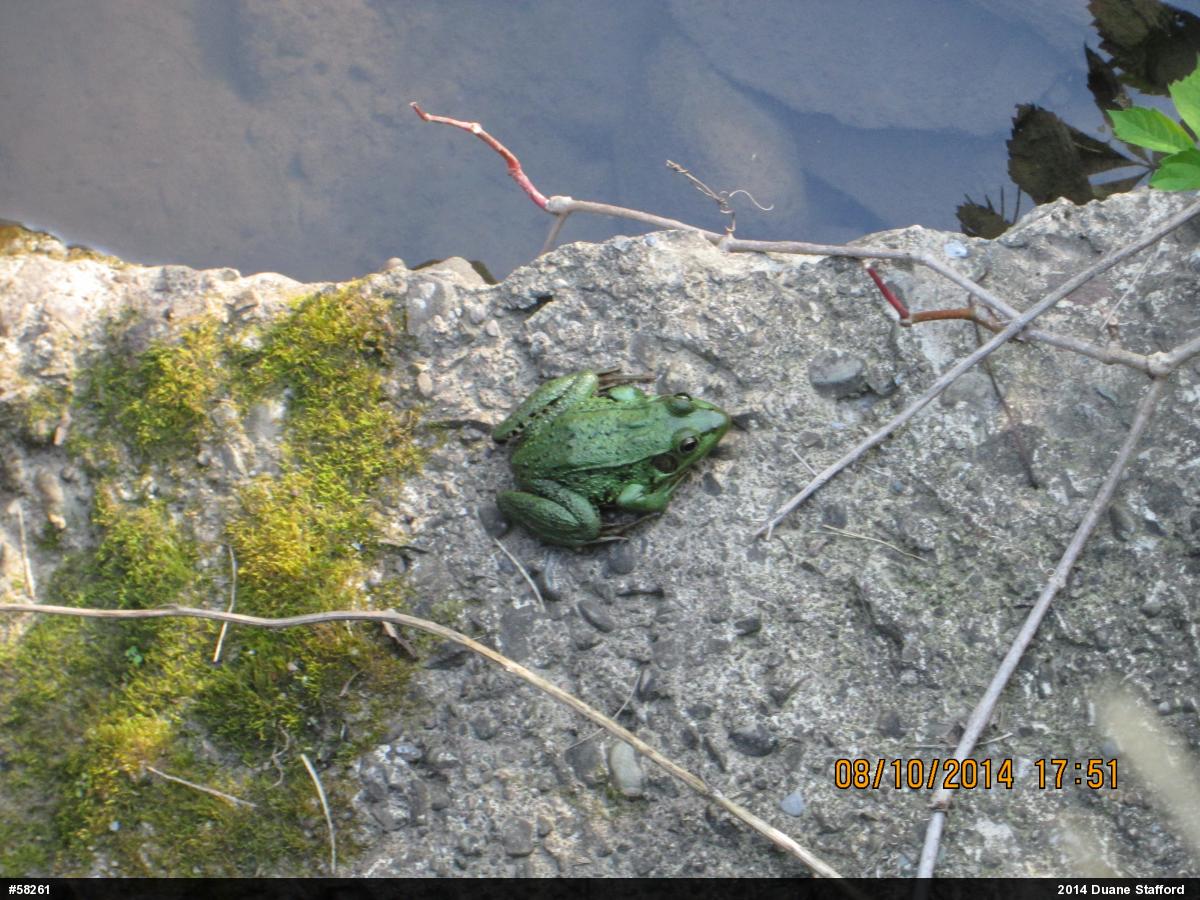 Green Frog