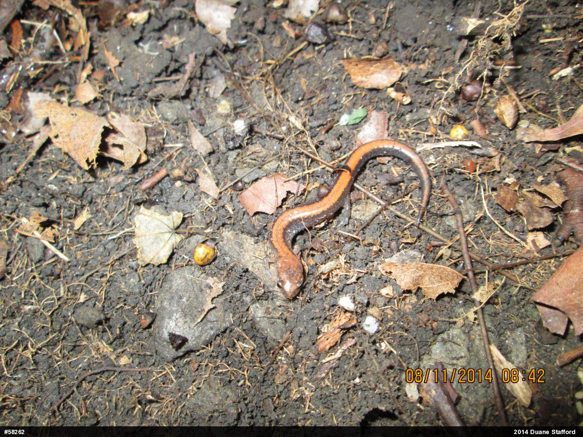Eastern Red-backed  Salamander