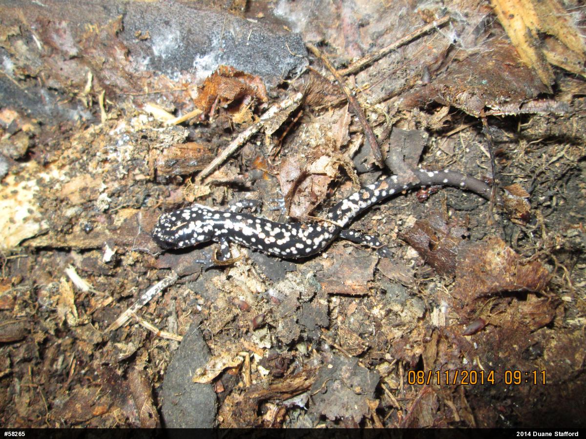 Northern Slimy Salamander