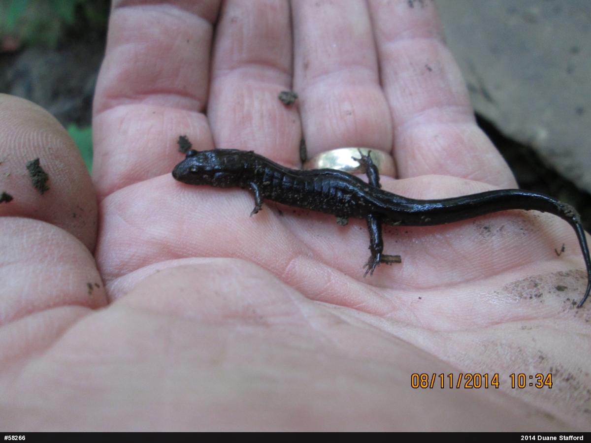 Allegheny Mountain Dusky Salamander