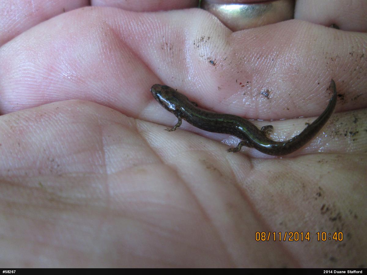 Northern Two-lined Salamander