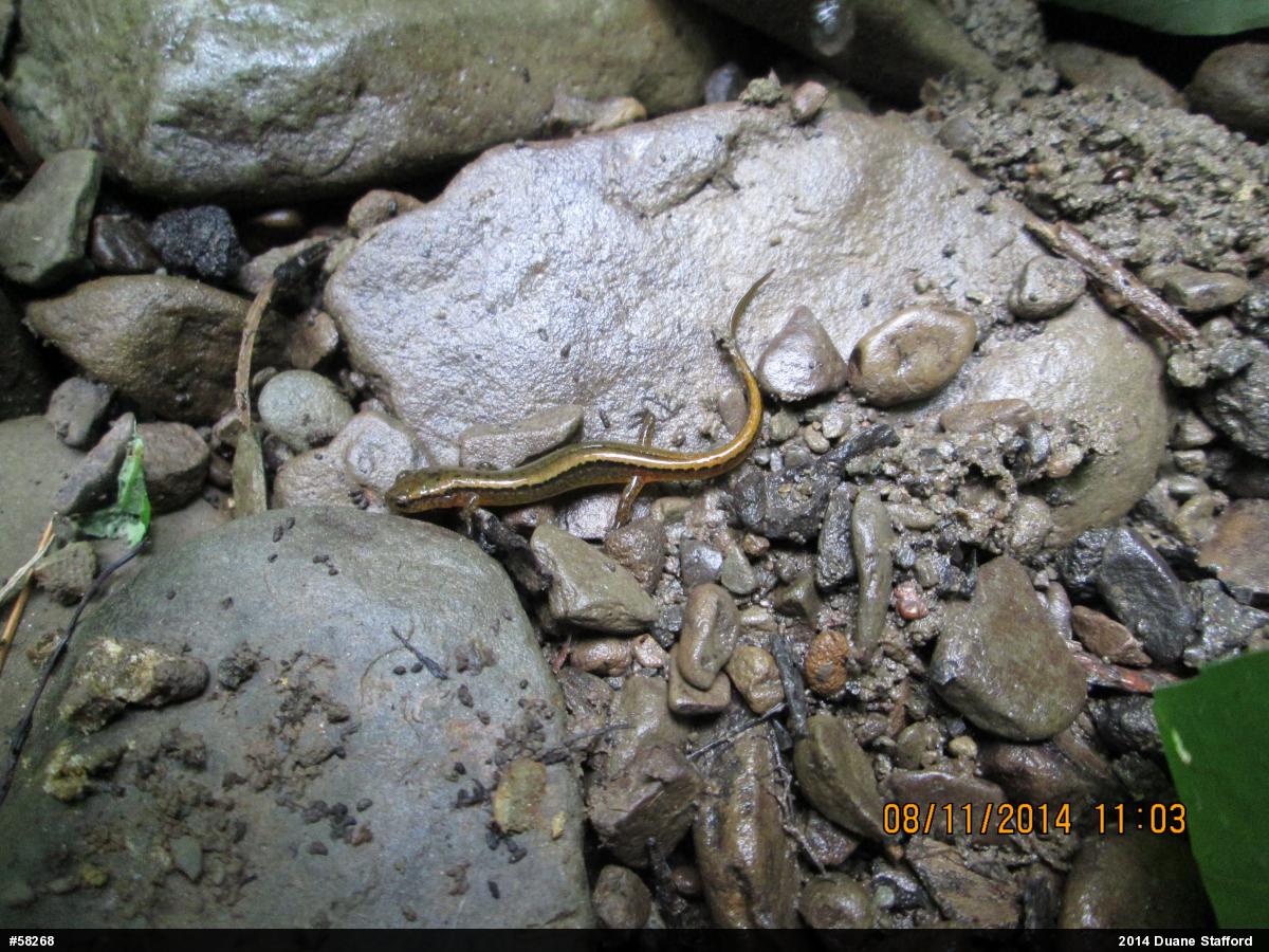 Northern Two-lined Salamander