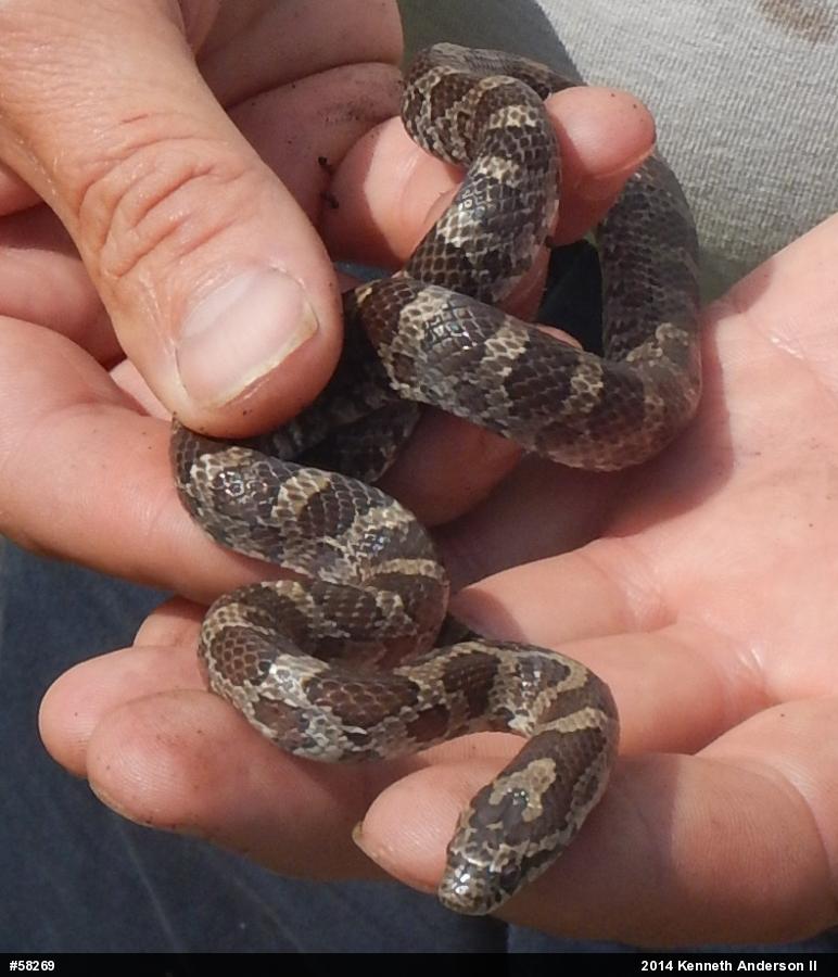 Eastern Milksnake