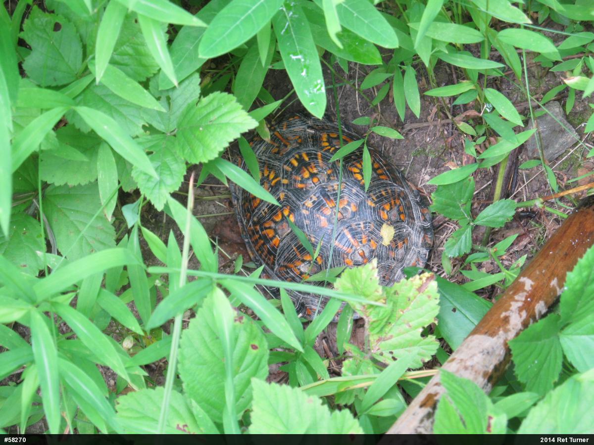 Eastern Box Turtle