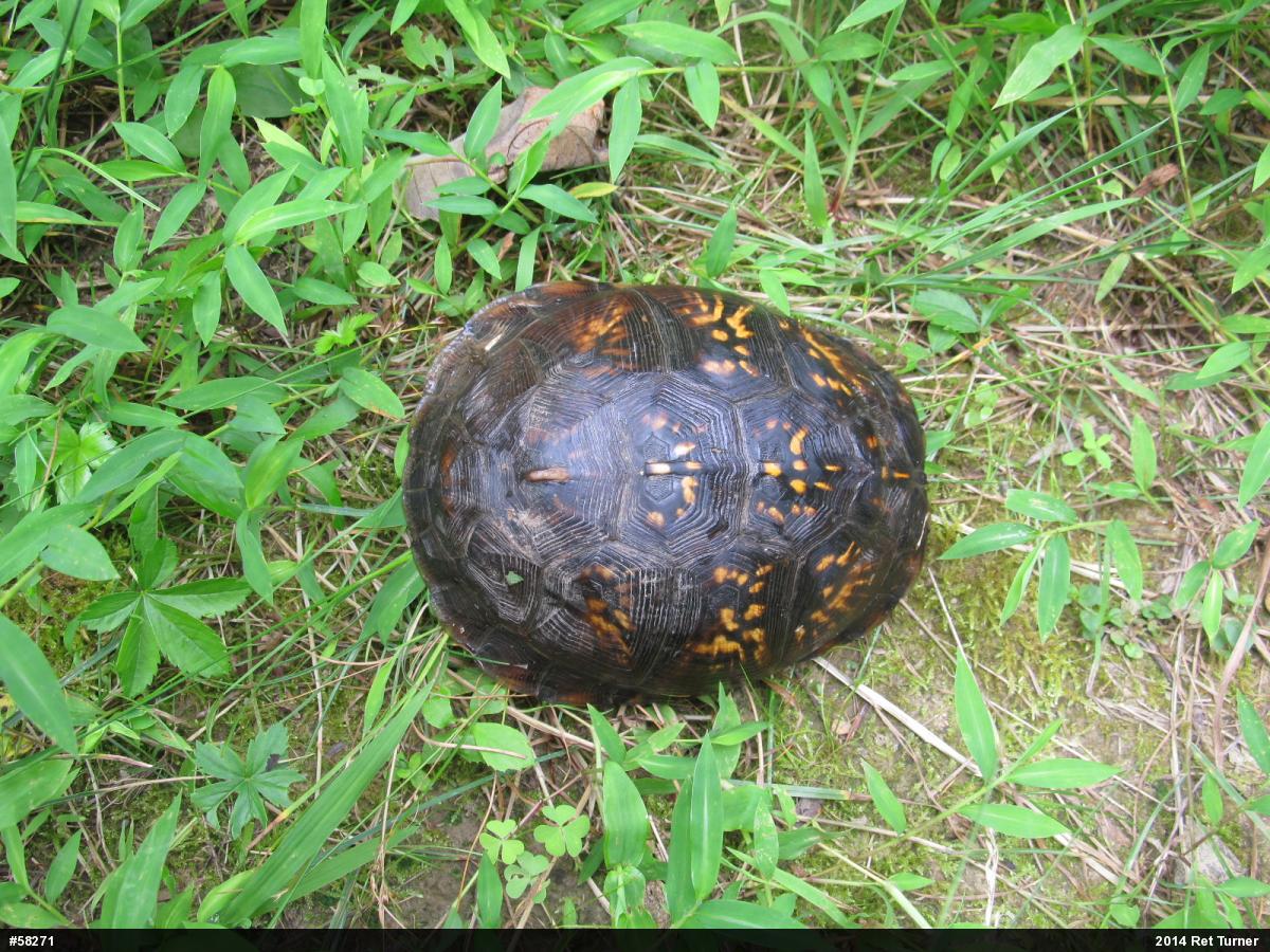 Eastern Box Turtle