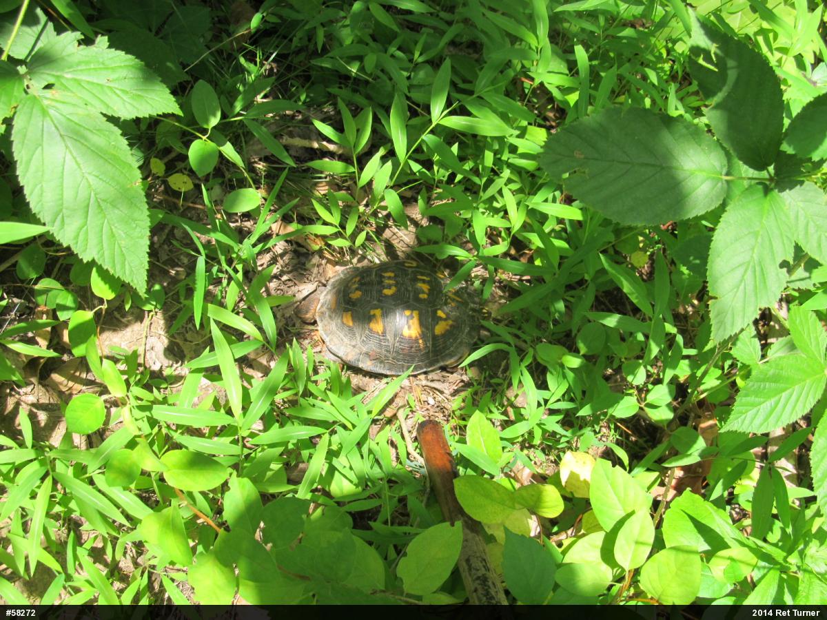 Eastern Box Turtle