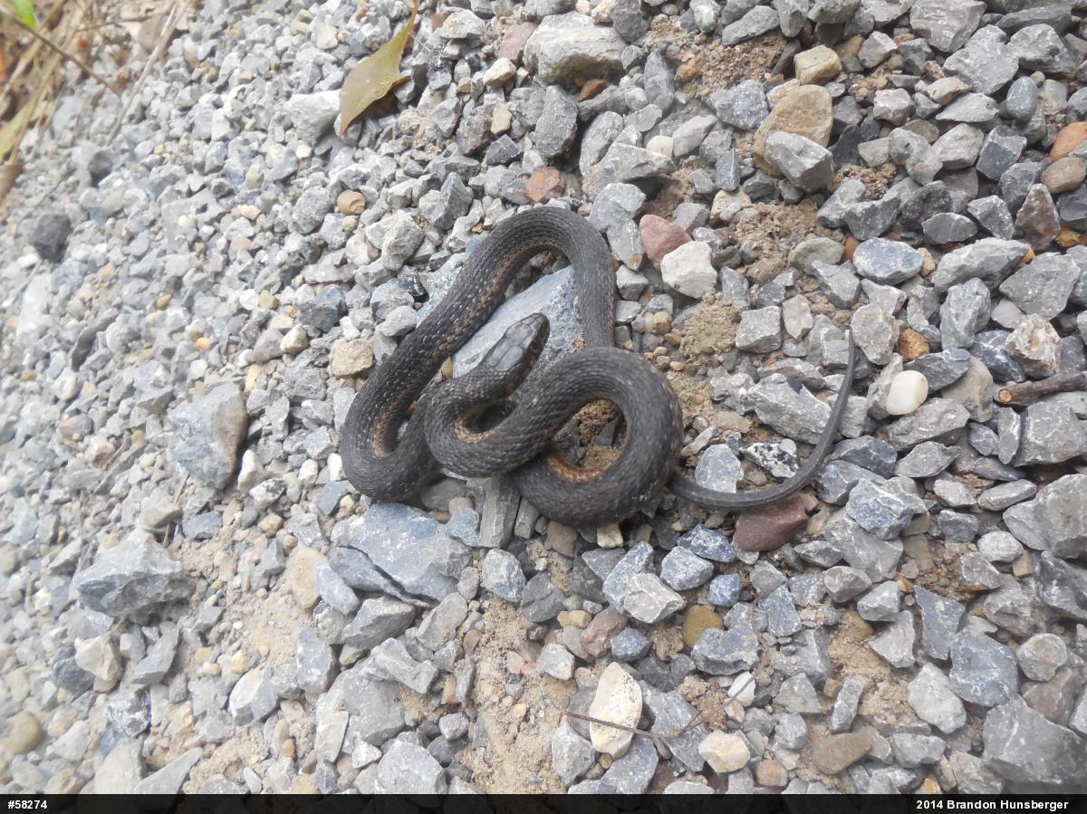 Eastern Gartersnake