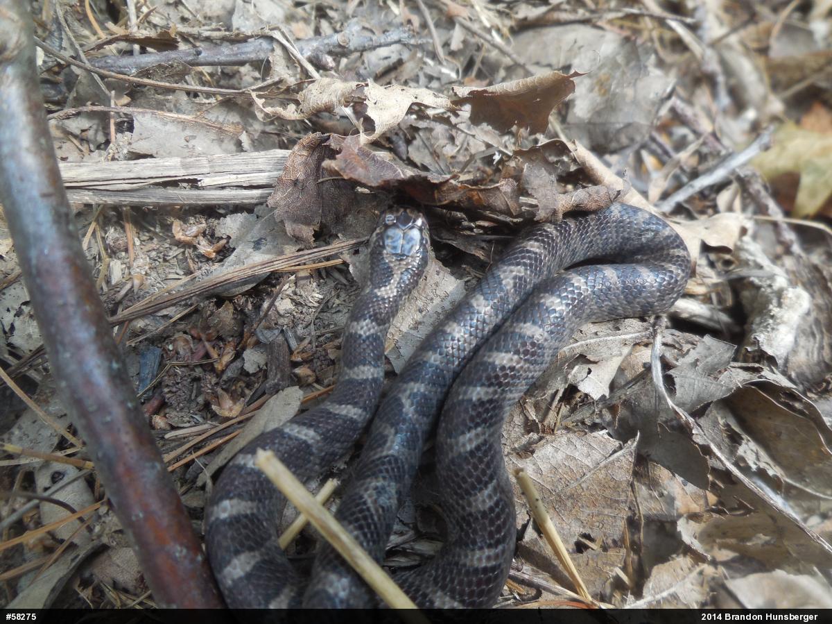 Eastern Milksnake