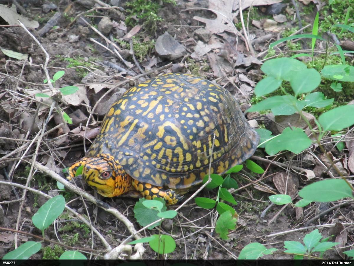 Eastern Box Turtle
