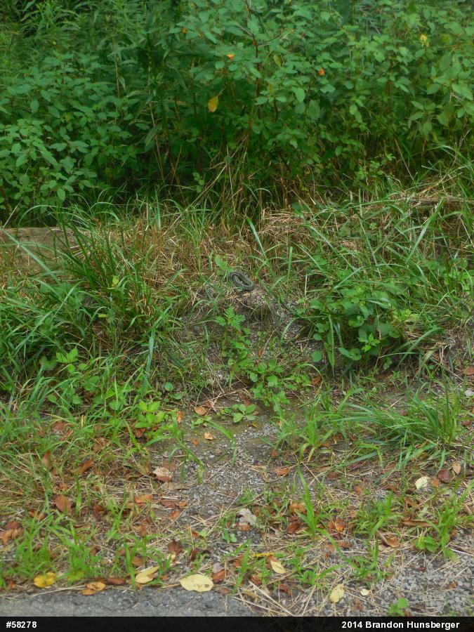 Eastern Gartersnake