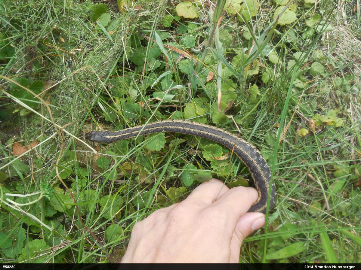 Eastern Gartersnake