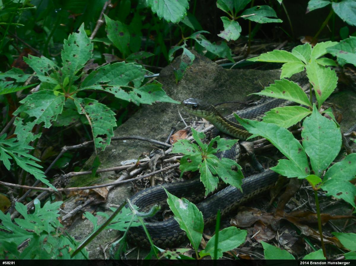 Eastern Gartersnake