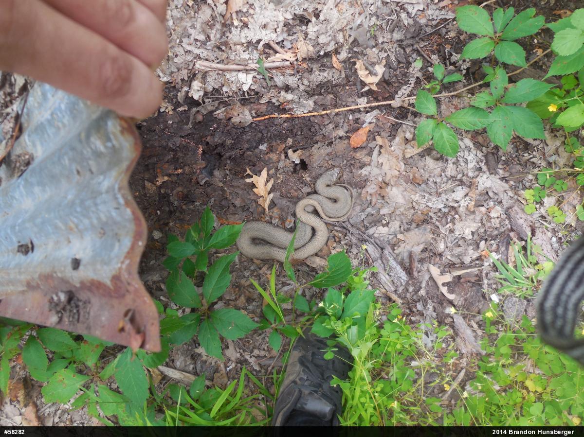Northern Watersnake