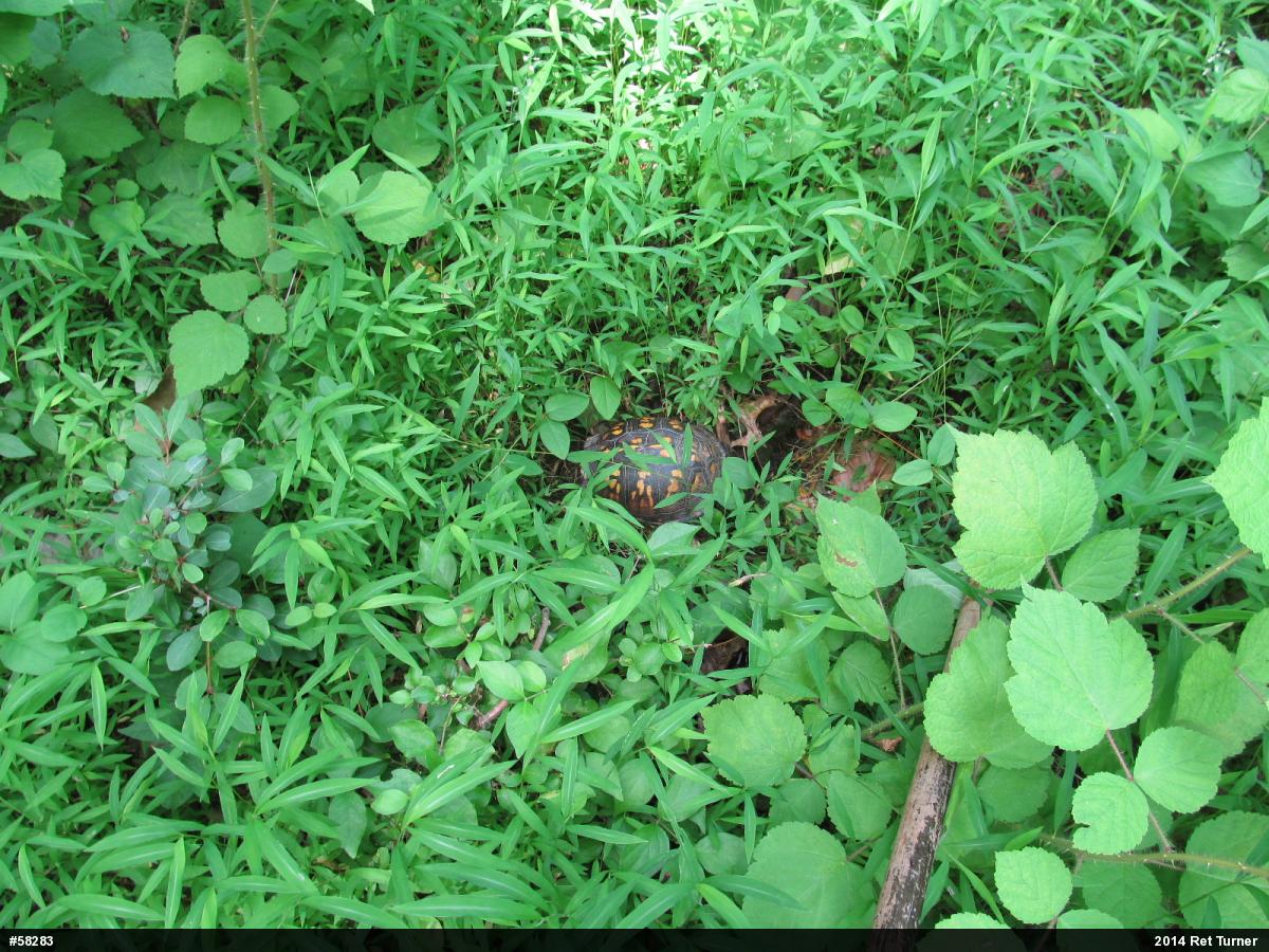 Eastern Box Turtle