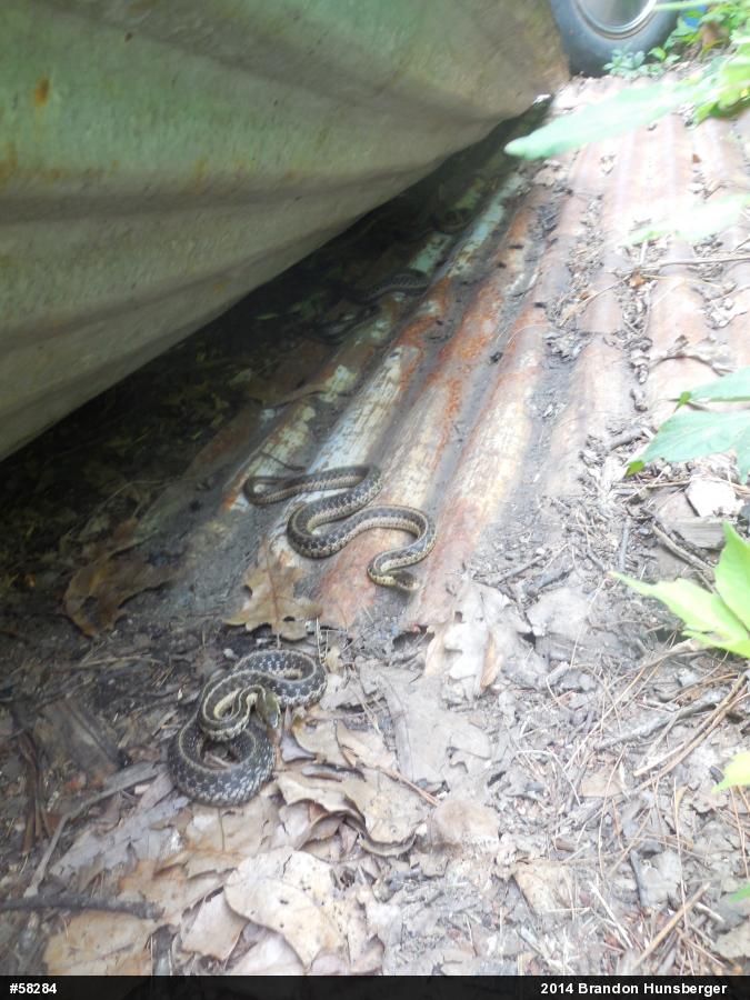 Eastern Gartersnake
