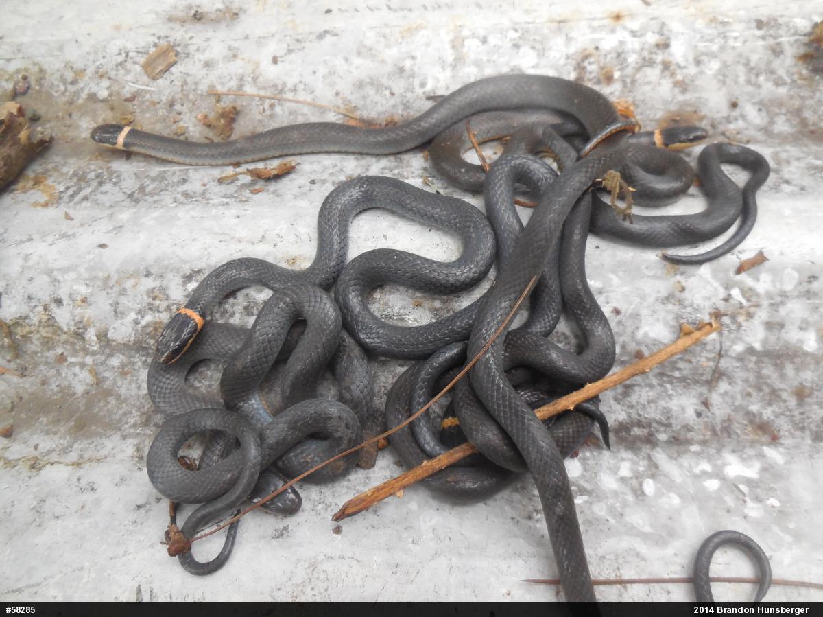 Northern Ring-necked Snake