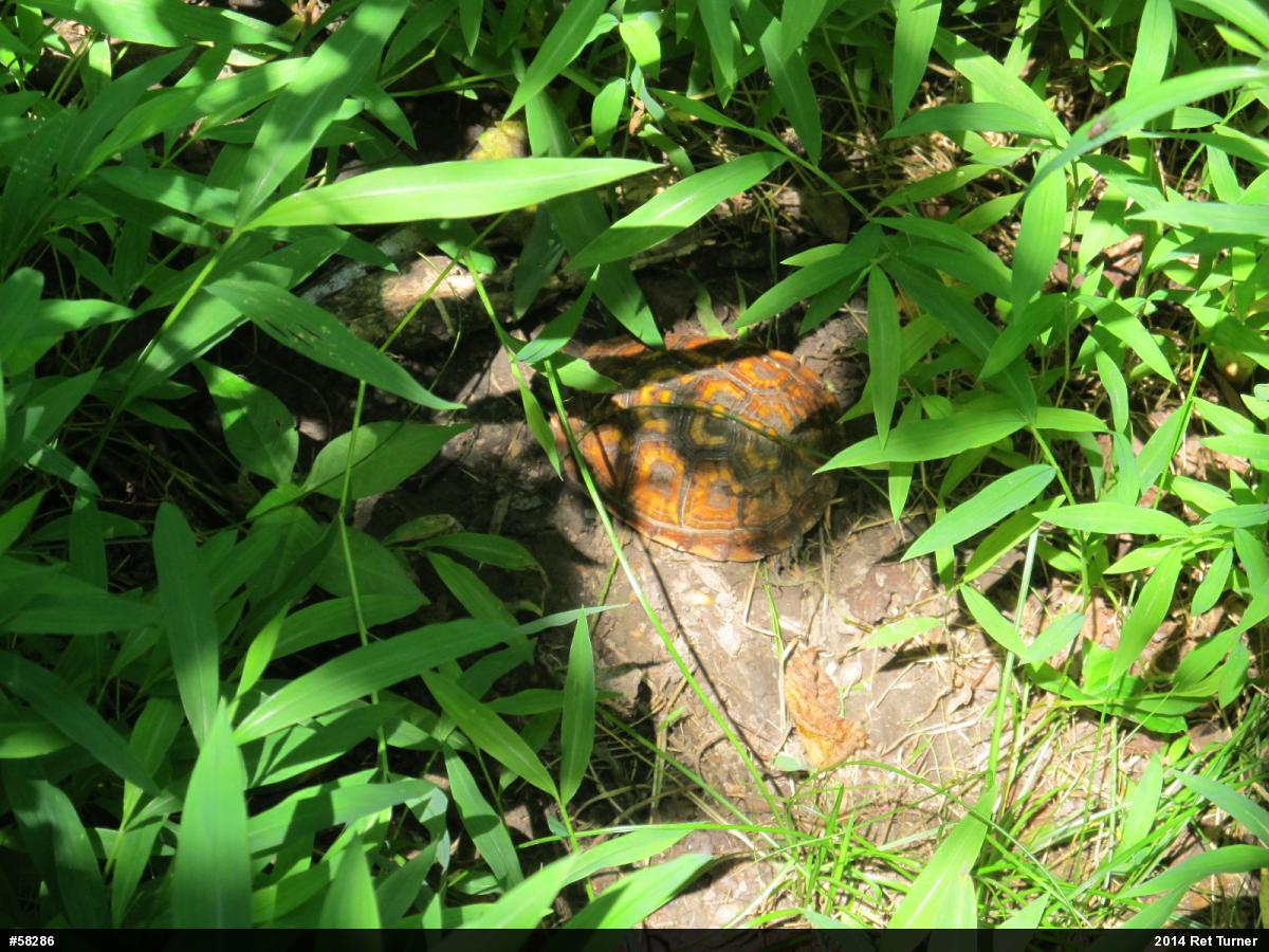 Eastern Box Turtle