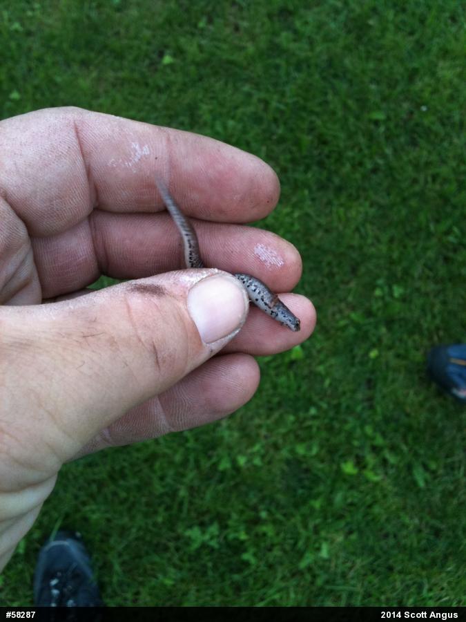 Four-toed Salamander
