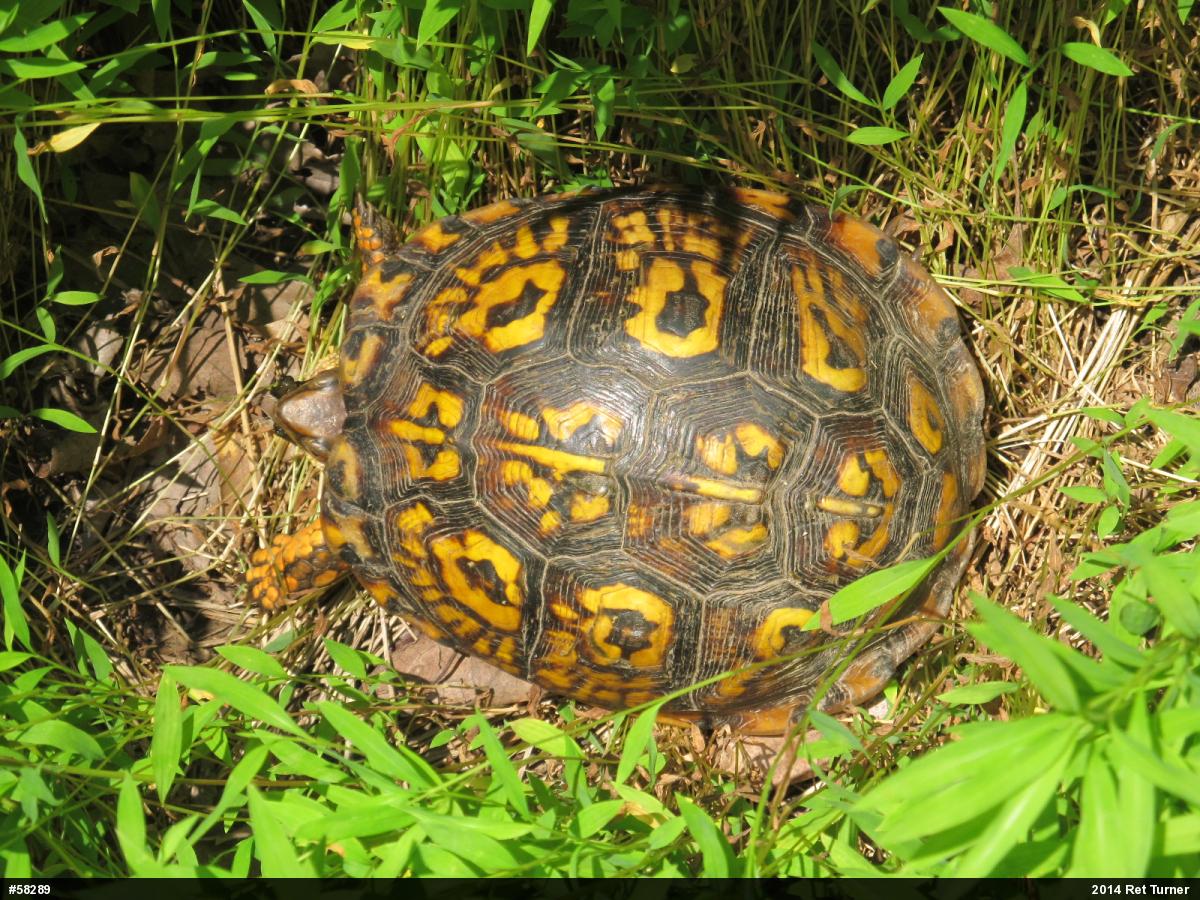 Eastern Box Turtle
