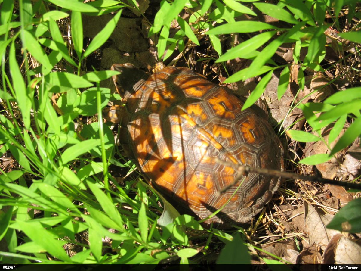 Eastern Box Turtle