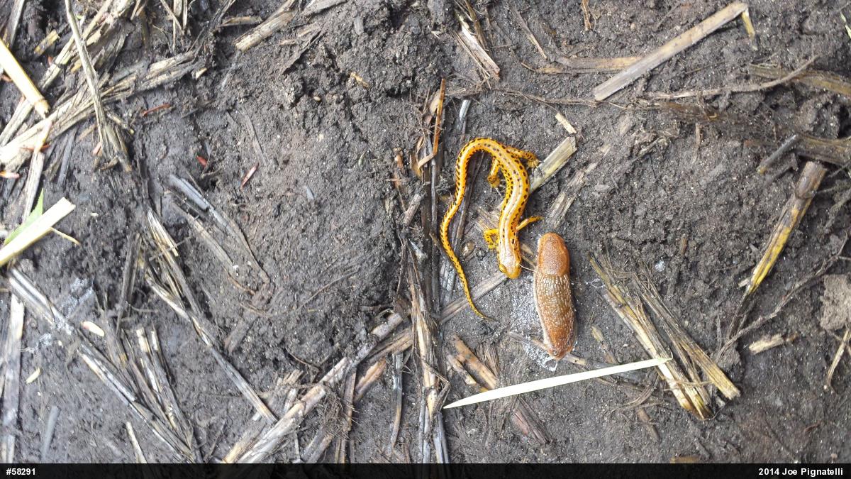 Eastern Long-tailed Salamander