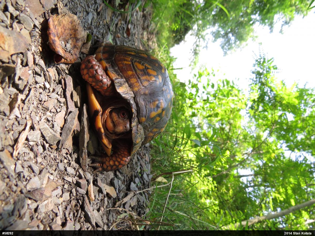 Eastern Box Turtle