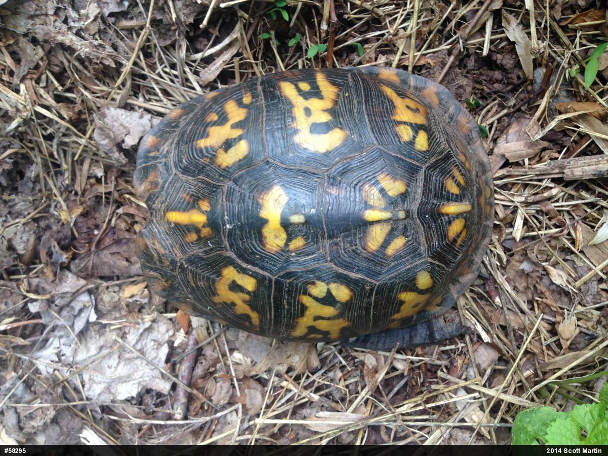 Eastern Box Turtle