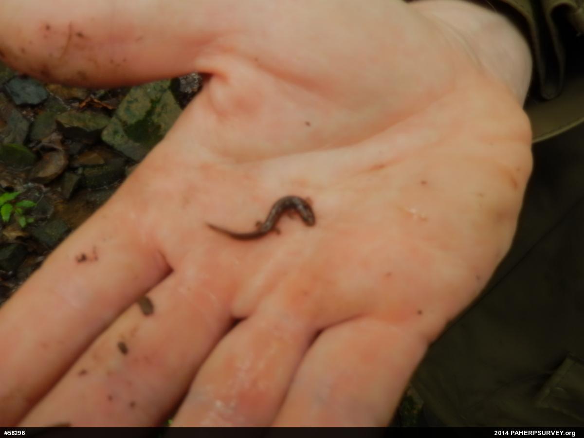 Northern Dusky Salamander