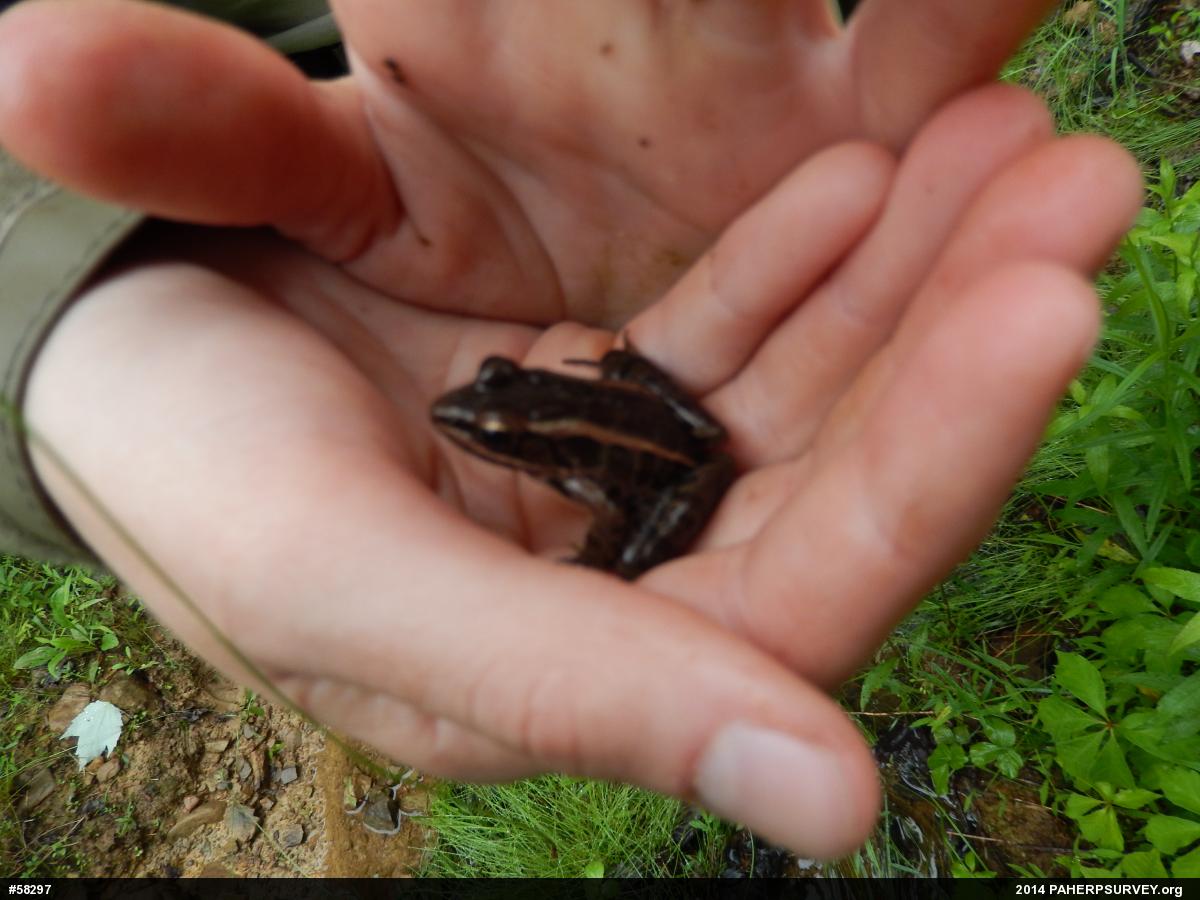 Pickerel Frog