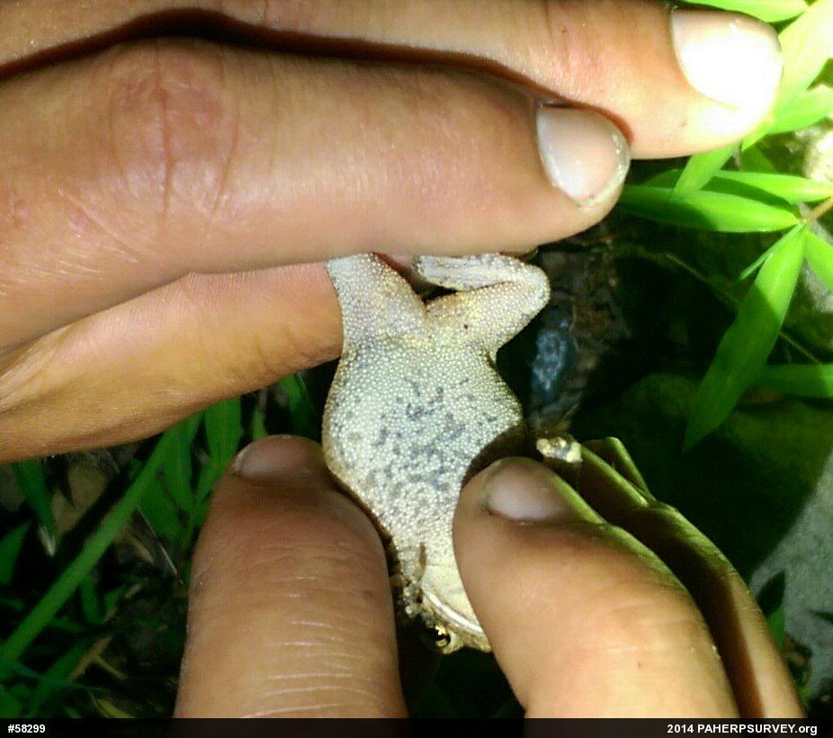 Eastern American Toad