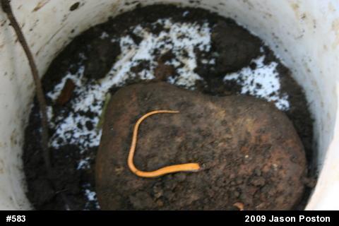 Northern Ring-necked Snake