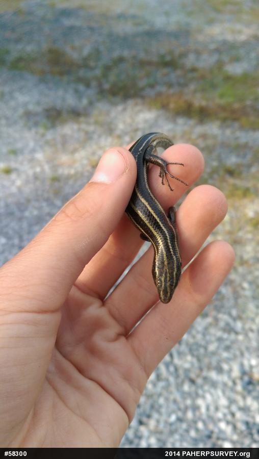 Common Five-lined Skink