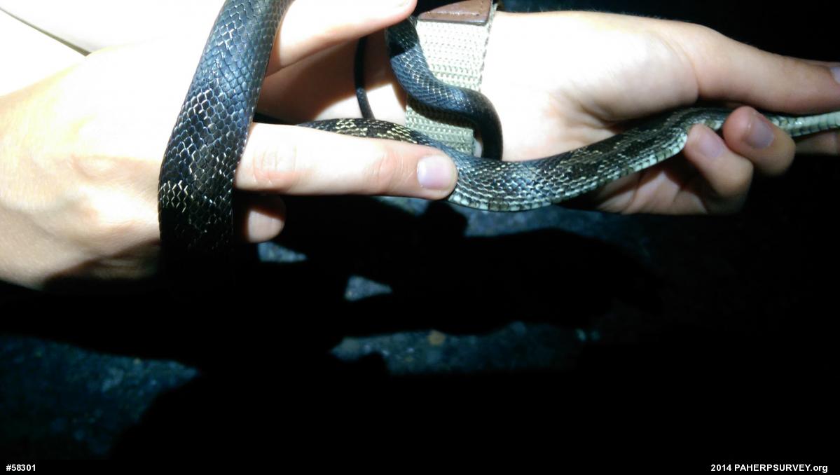Eastern Ratsnake