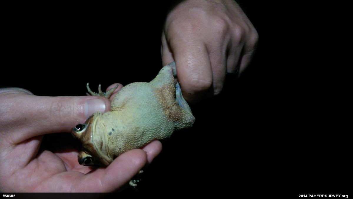 Eastern American Toad