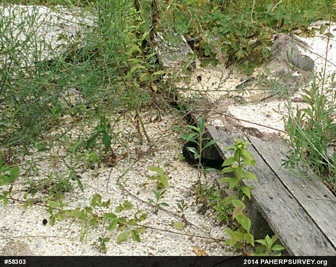 Timber Rattlesnake