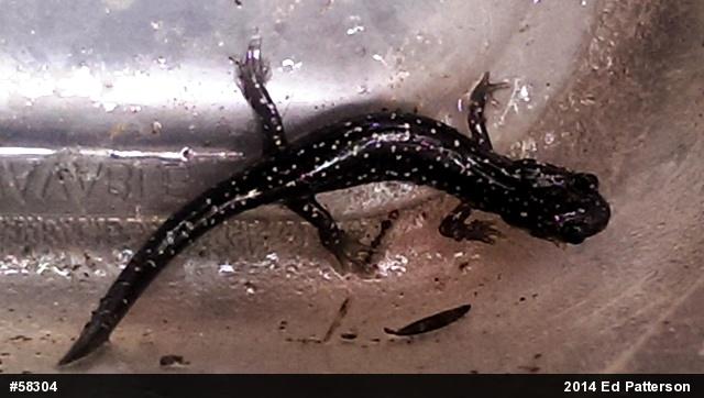 Northern Slimy Salamander