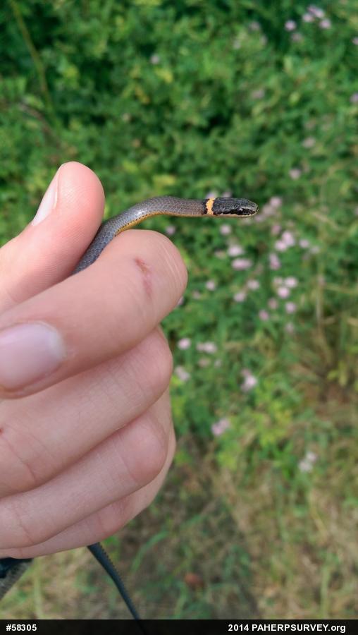 Northern Ring-necked Snake