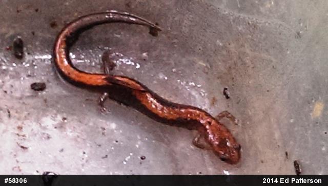 Eastern Red-backed  Salamander