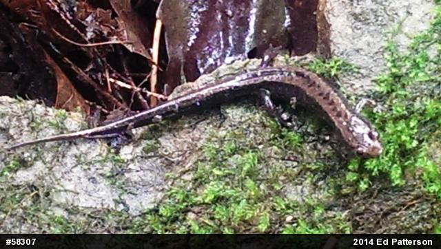 Allegheny Mountain Dusky Salamander