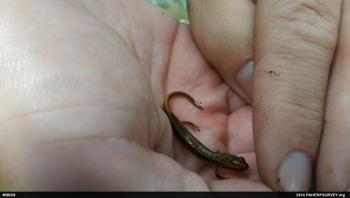 Northern Two-lined Salamander