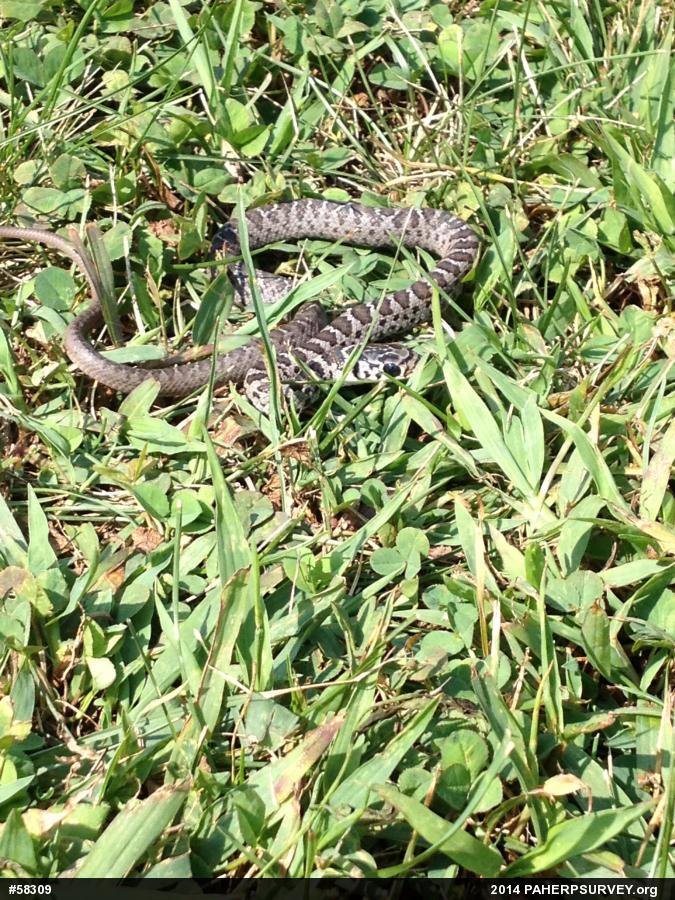 Northern Black Racer